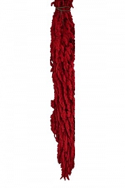 Amaranthus pres caud bleached bunch 70cm