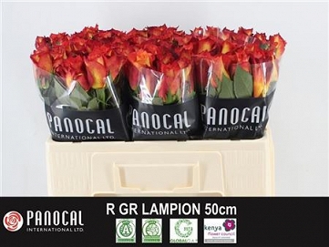 Róża lampion 50/60 panocal