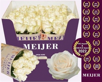Róża four seasons 90/40 meijer