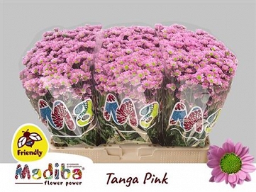 Chryzantema santini madi tanga pink