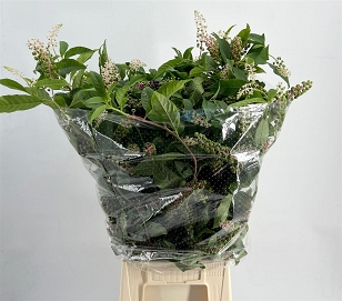 Carbouzijn bes 70cm