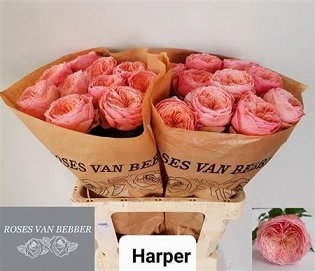 Róża harper 60/20 van bebber