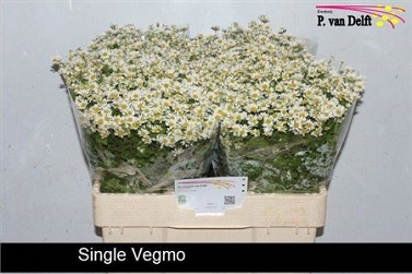 Tanacetum single vegmo
