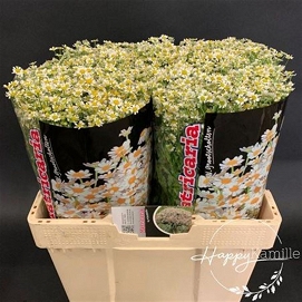 Tanacetum single vegmo