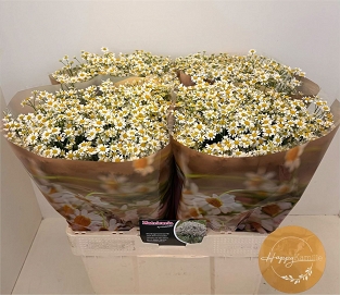Tanacetum single vegmo