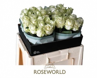 Róża white naomi 55/40 roseworld