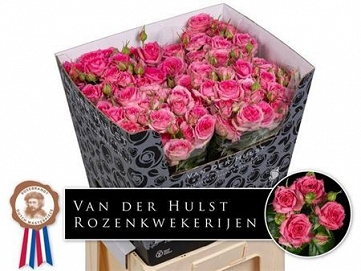 Róża tr pink demenion 70/20 hulst
