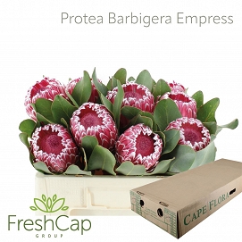 Protea barbigera empress 50cm
