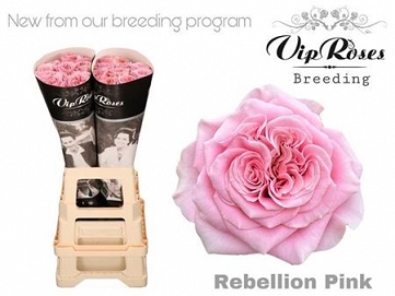 Róża rebelion pink 70/20 vip