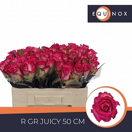 Róża juicy 50/50 equinox