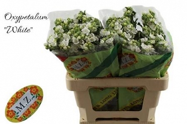 Oxypetalum co perf white 60cm