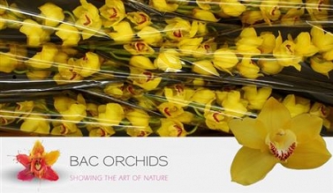 Cymbidium tak 06 80cm mimosa