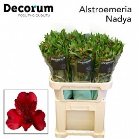 Alstromeria nadya