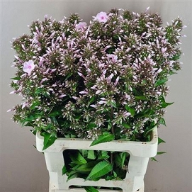 Phlox diana soft pink 65cm