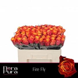Róża fire fly 50/60 florapura