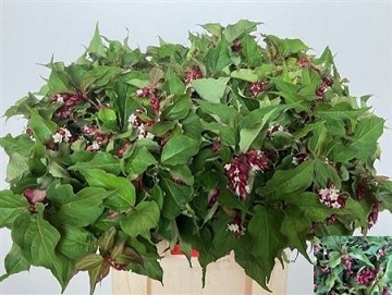 Leycester purple 70cm