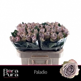 Róża paladio 50/60 flora pura