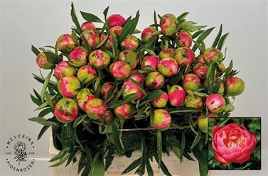 Paeonia coral charm 60cm (50)