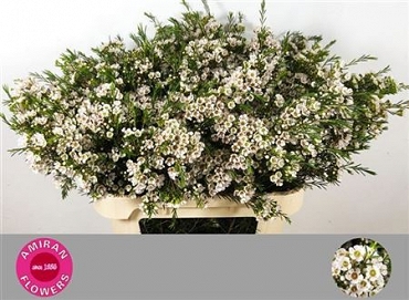 Chamelaucium eve 80cm