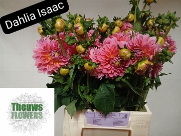 Dahlia ov 50cm isaac