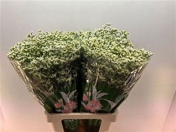 Limonium sin senp colada 70cm