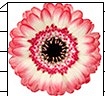 Gerbera mini jagoda
