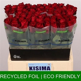 Róża madam red 60/80 kisima