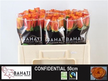 Róża confidential 50/80 bahati