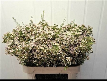 Chamelaucium jupiter moon 80cm