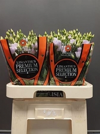 Eustoma rosita sweet lav walzicht