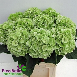 Hydrangea verna cl 80cm