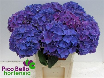 Hydrangea m rodeo paars 80cm