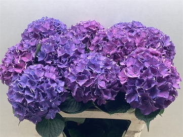 Hydrangea m rodeo paars 80cm