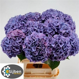 Hydrangea m rodeo paars 80cm