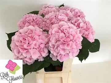Hydrangea verna 80cm rich