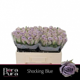 Róża shocking blue 50/60 florapura