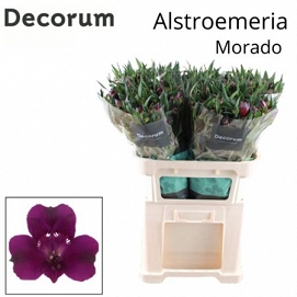 Alstromeria morado