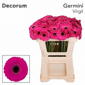 Gerbera mini virgil