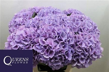 Hydrangea m roy benefi 70cm