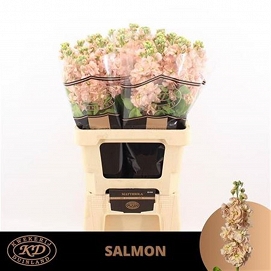 Matthiola milla salmon 70cm