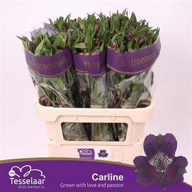 Alstromeria carline