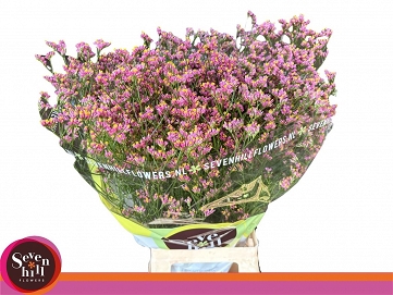 Limonium sin tiffany diamond 80cm