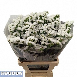 Limonium s wh starlight wings 70cm