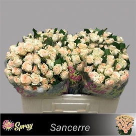 Róża tr sancerre 50/60