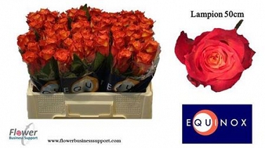 Róża lampion 50/80 equinox