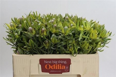 Leucodendron pizza 50cm
