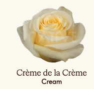 Róża eq cream de la cream 40/50