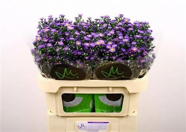 Aster tiny bkue 70cm