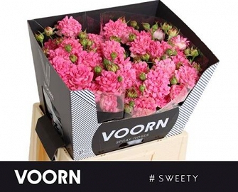 Róża tr sweety 60/10 voorn