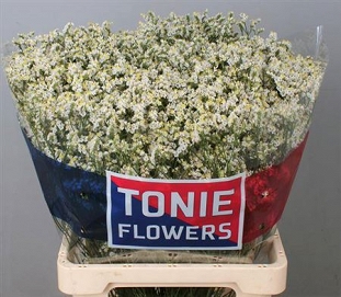 Limonium sin clear diamon 70cm